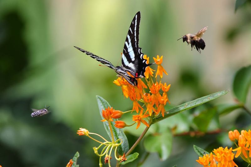 Charlotte shows what a local habitat exemption can—and cannot—do