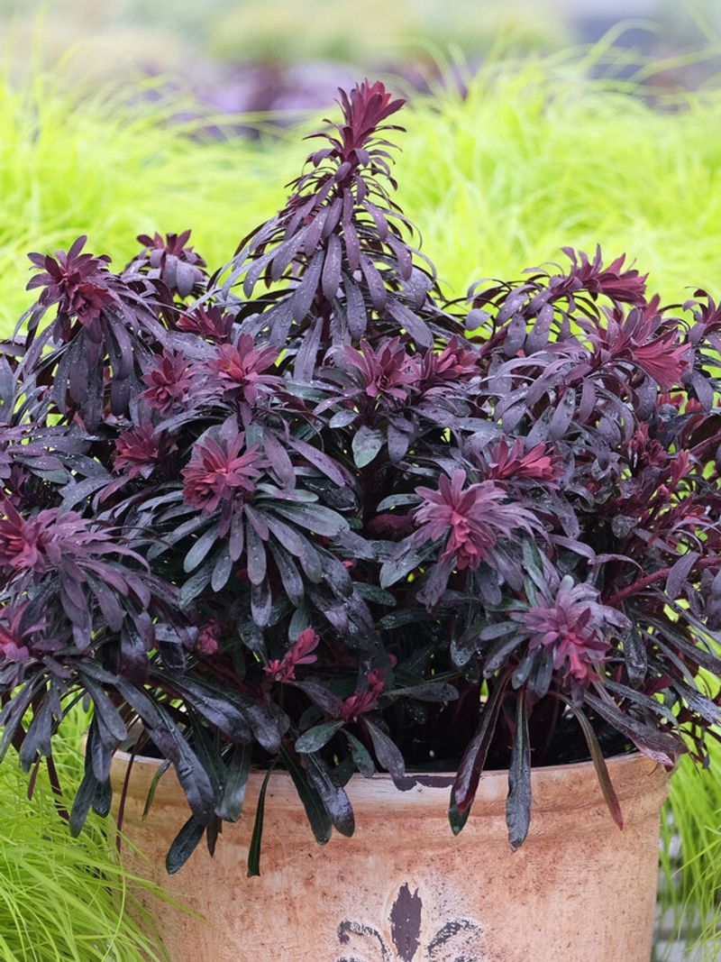 Euphorbia