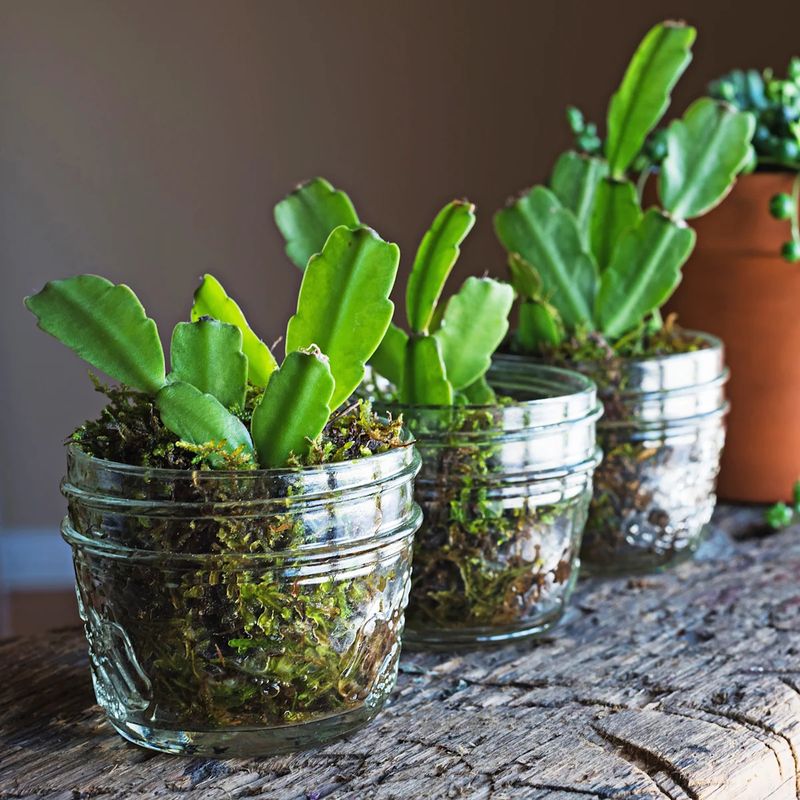 Healthy cuttings can preserve a badly damaged plant