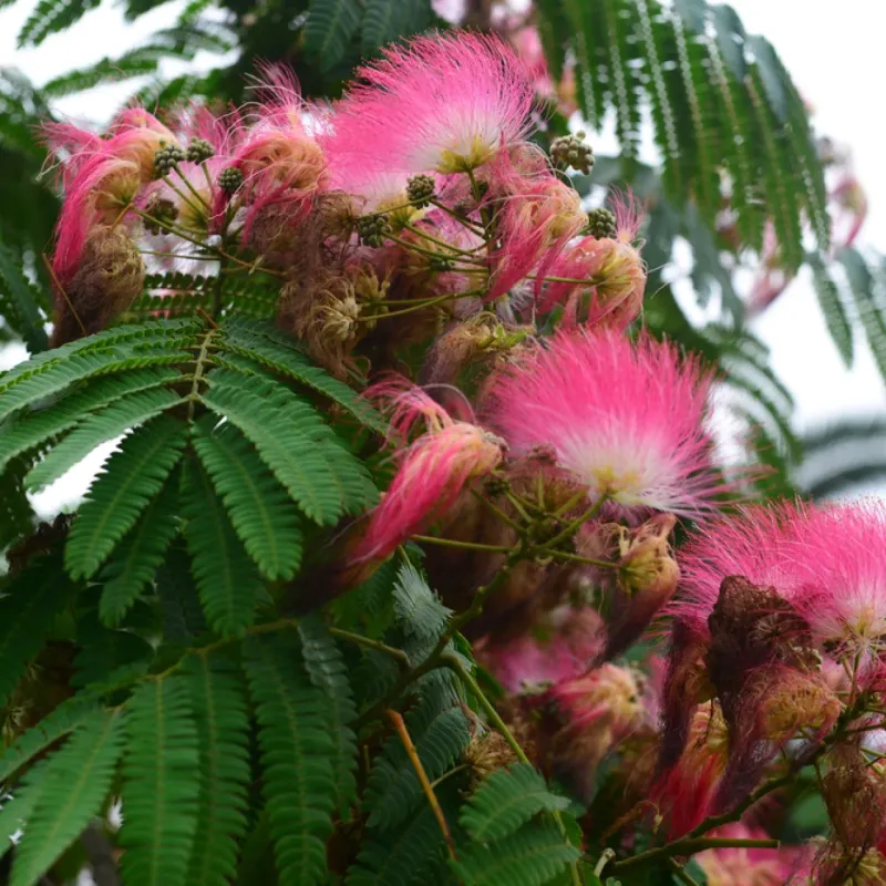 Mimosa (Silktree)