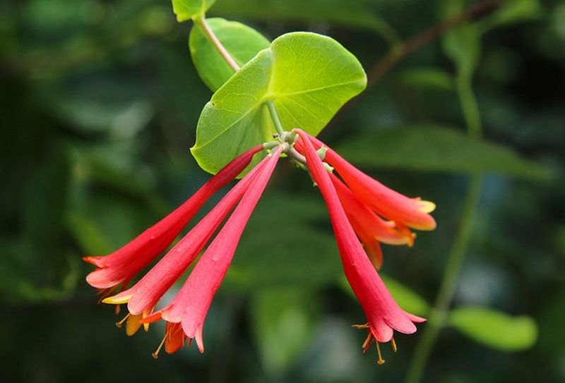 Trumpet Honeysuckle (Lonicera sempervirens)