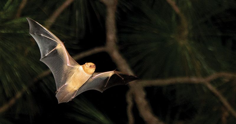 Bat support does not equal mosquito control
