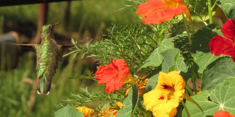Nasturtium
