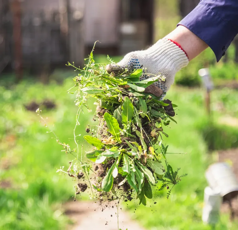 Regularly Remove Weeds