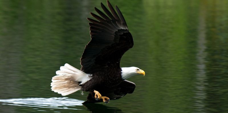 The eagle in your sky survived a lower-48 reproductive crisis