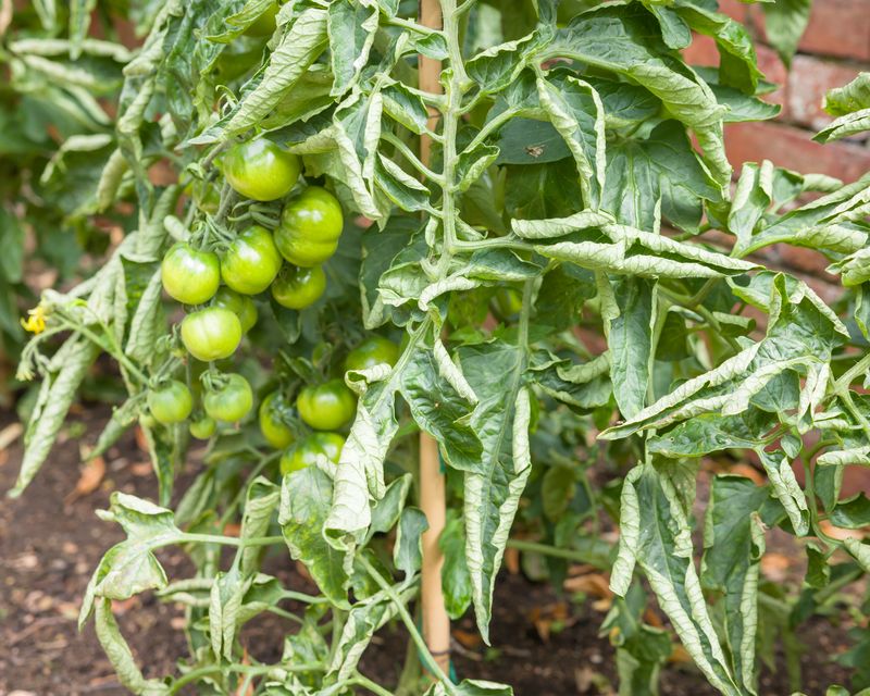 Physiological Leaf Roll