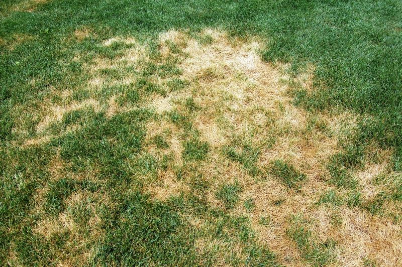 Overlooking Lawn Diseases