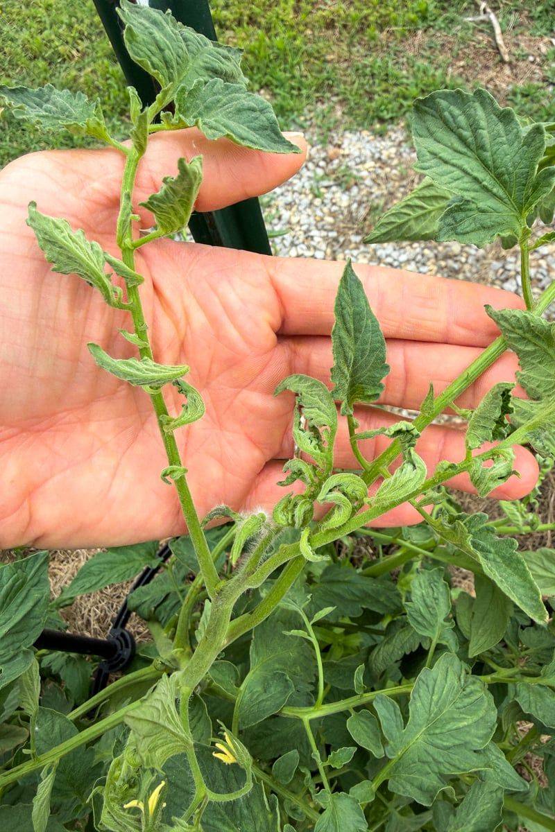 Inspect leaves and new growth for plant-health clues