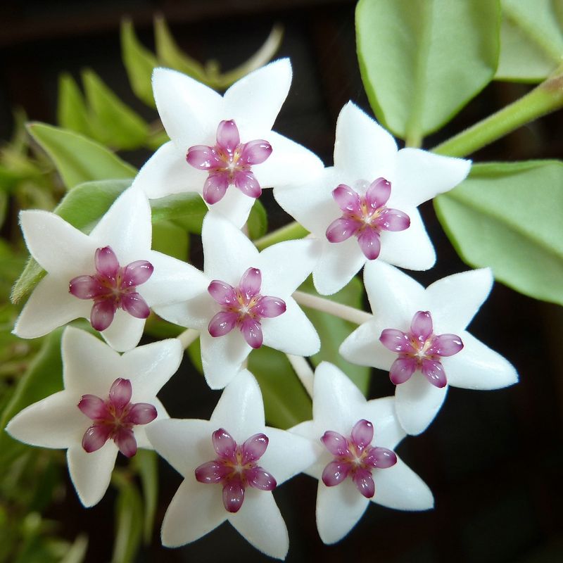 Hoya bella