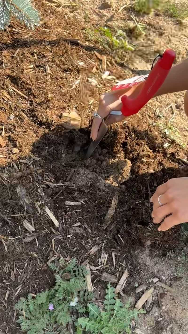 Check whether rain reached the roots