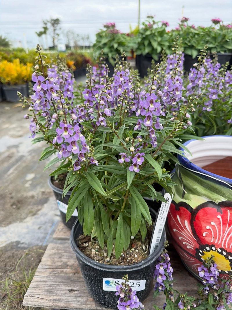 Angelonia