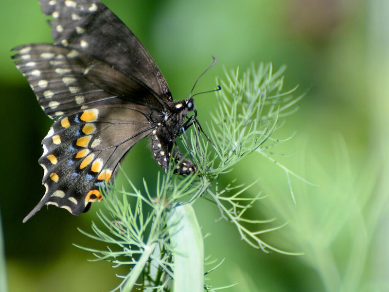 Black Swallowtail