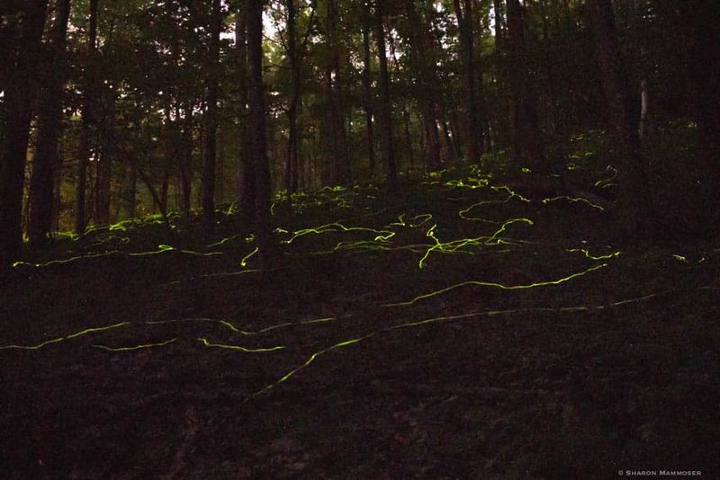 Support nighttime habitat without trying to lure the bird