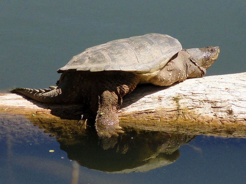 Identify the Intended Turtle Before Drawing Conclusions