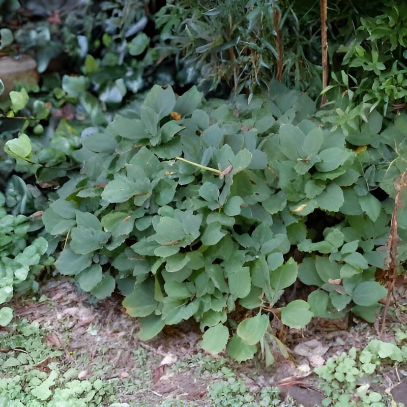 Allegheny Spurge (Pachysandra procumbens)