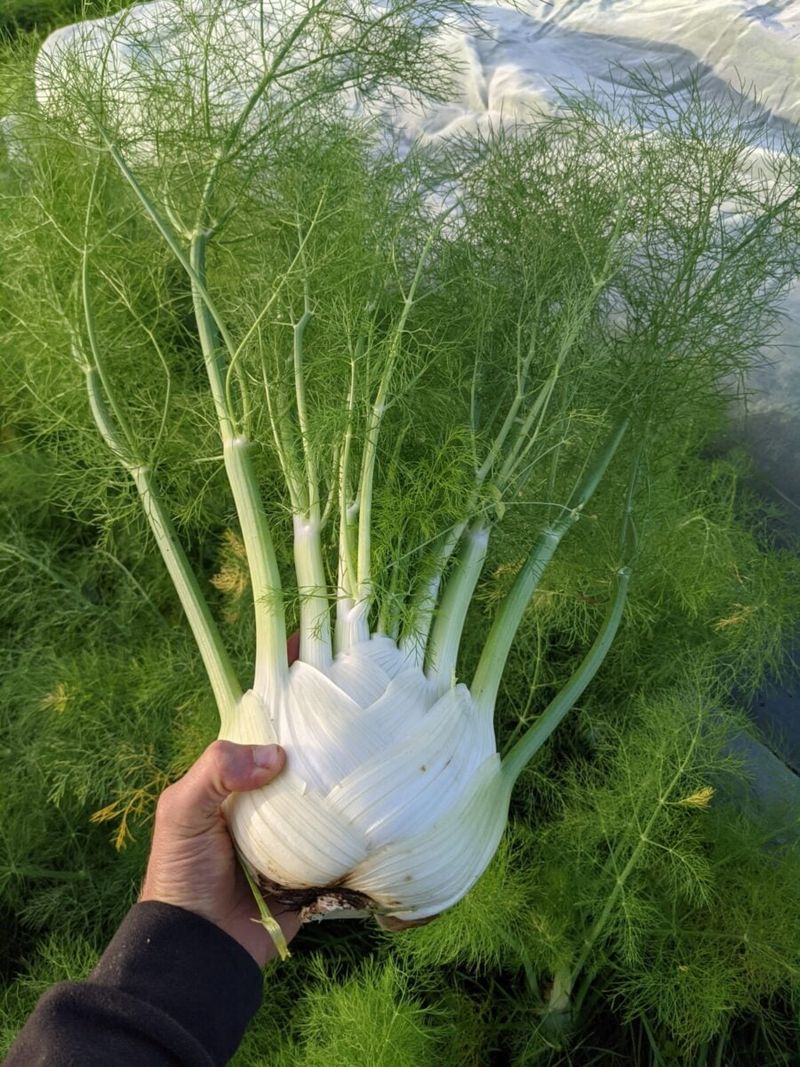 Fennel