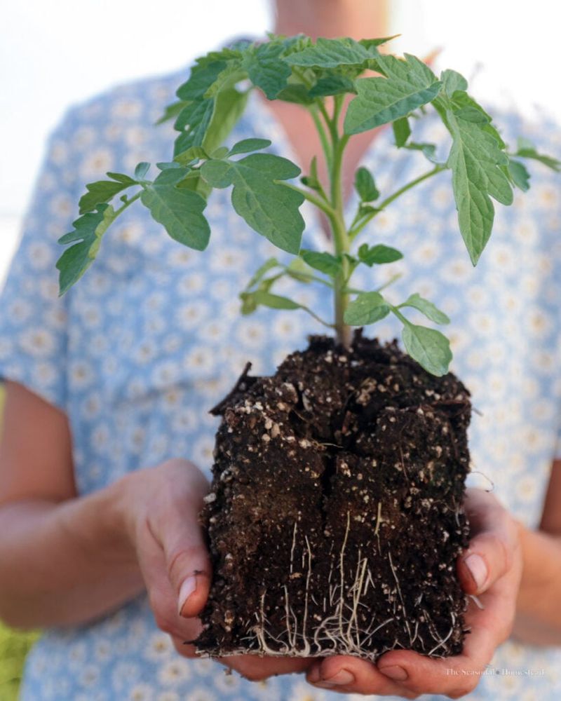 It May Improve Nutrient Uptake When Balanced Correctly
