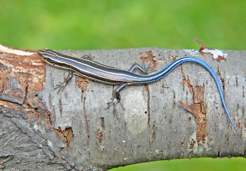 The blue tail does not settle the identification