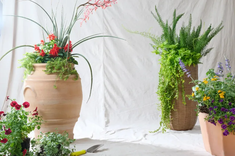 The washed-ashore look comes from the planting profile
