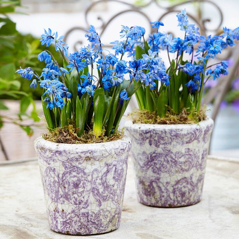 Siberian Squill
