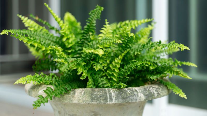 Check the pot separately from the foliage