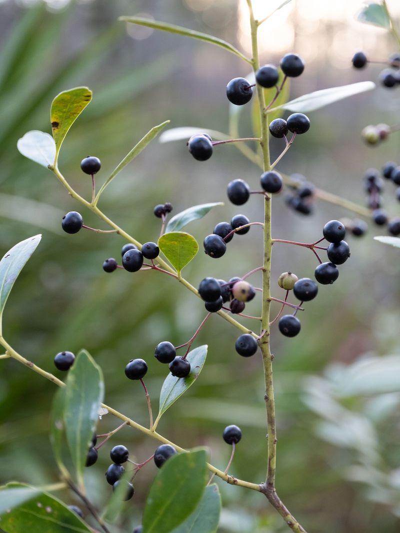 Inkberry (Ilex glabra)