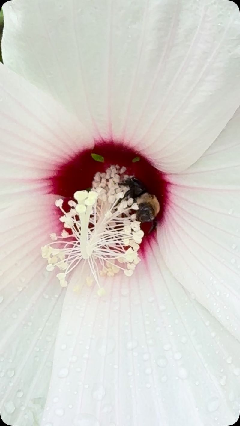 The flowers can support pollinators when the habitat supports them