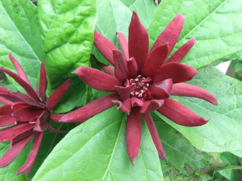 Sweetshrub (Calycanthus floridus)