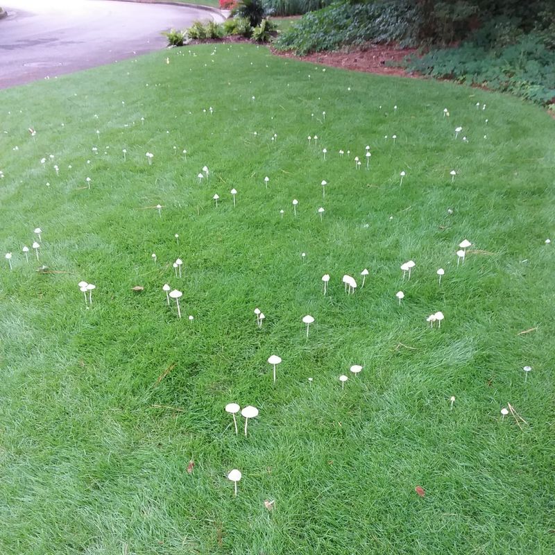 A flush of mushrooms does not grade your soil
