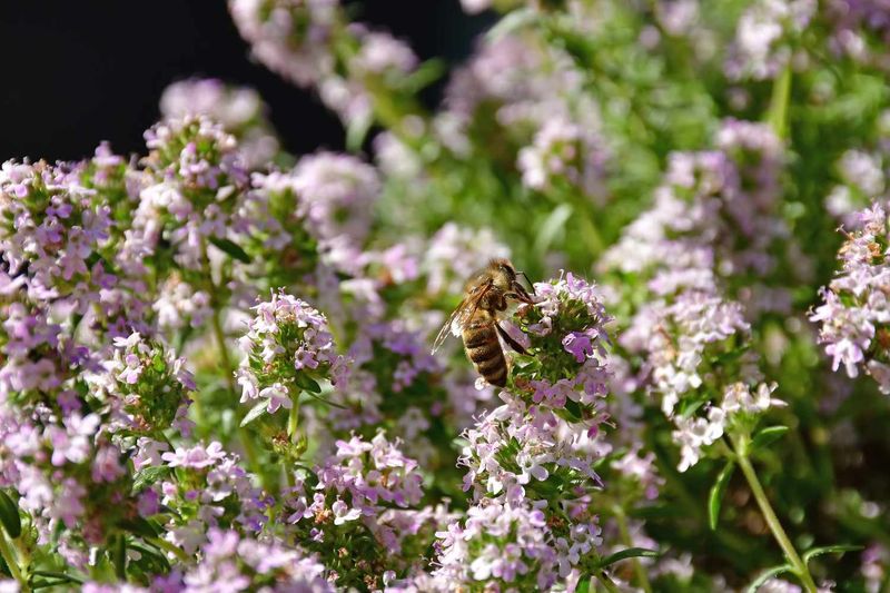 Let Thyme Flower for Insect-Friendly Diversity