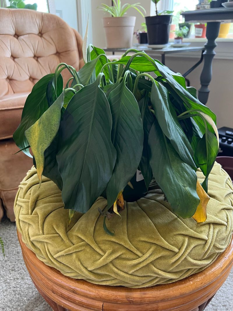 A droop after watering is not a diagnosis