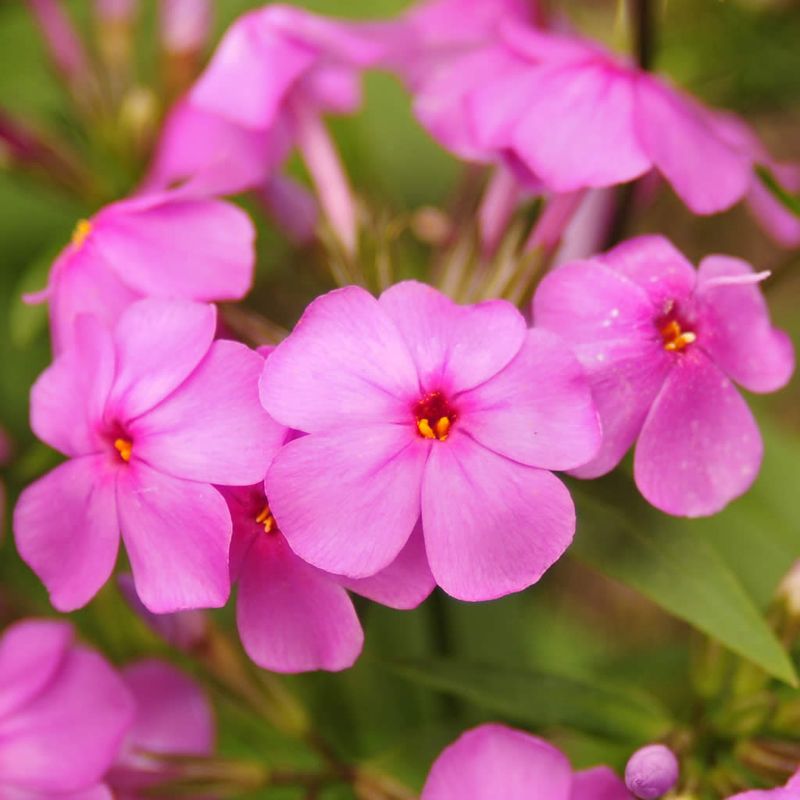 Carolina Phlox (Phlox carolina)