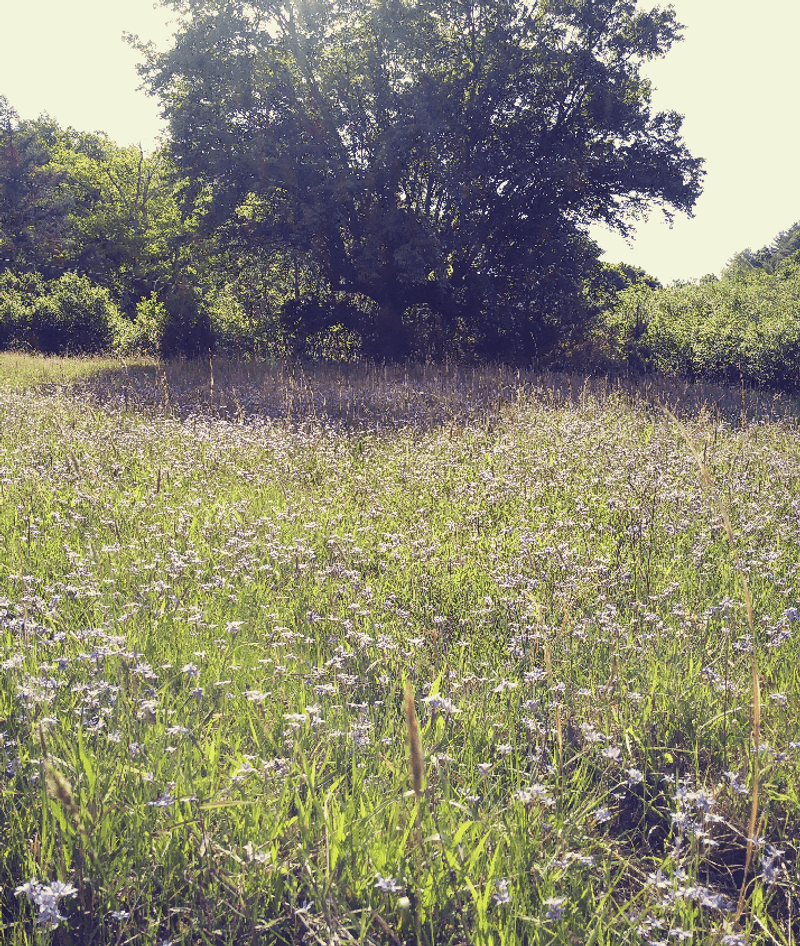 Reduce exposure without stripping habitat from the yard