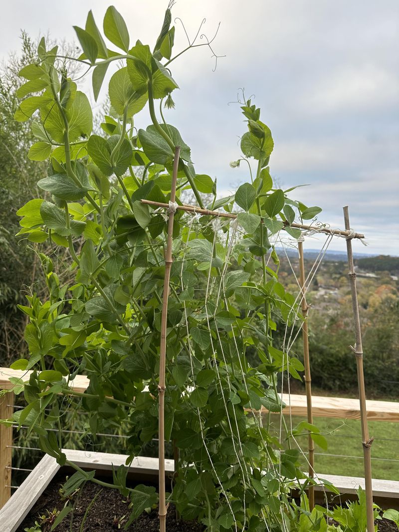 Tall Vines Do Not Prove That Warm Soil Caused the Problem