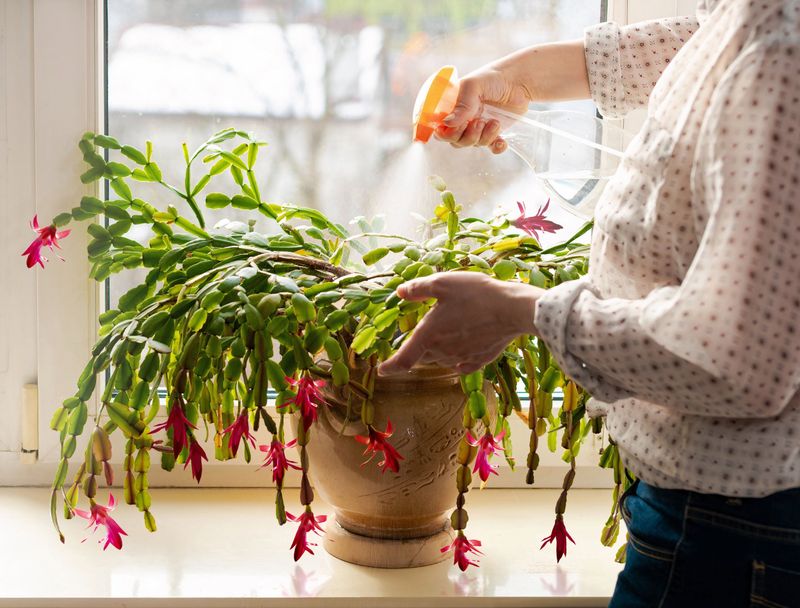 Keep Conditions Steady After Buds Appear