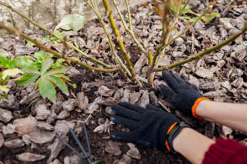 Apply 2 To 4 Inches Of Organic Mulch