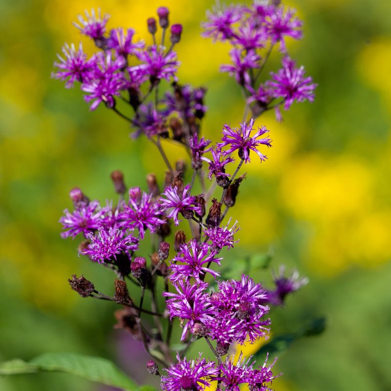 Ironweed (Vernonia spp.)
