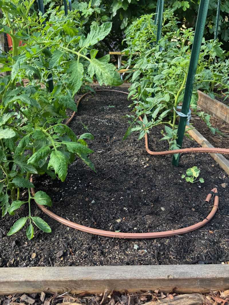 Inconsistent Watering