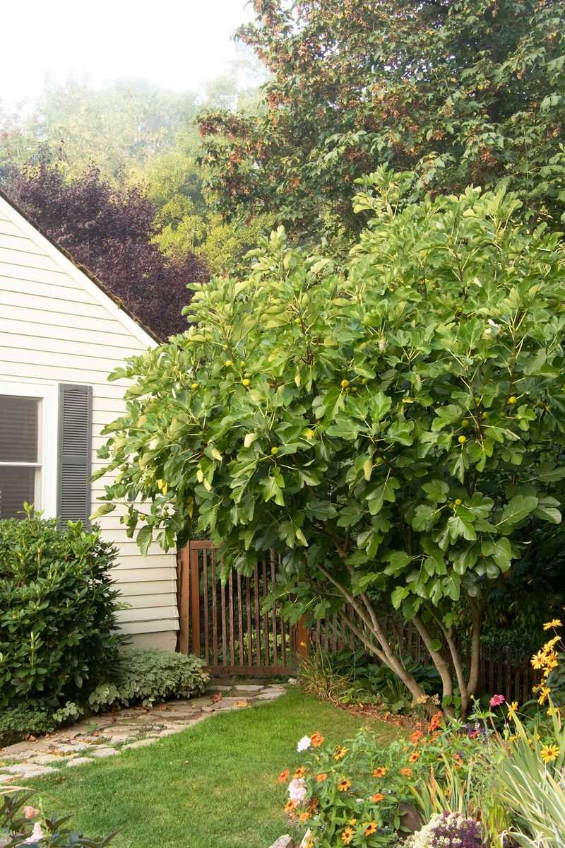 Pruning Without a Plan for Shape and Size