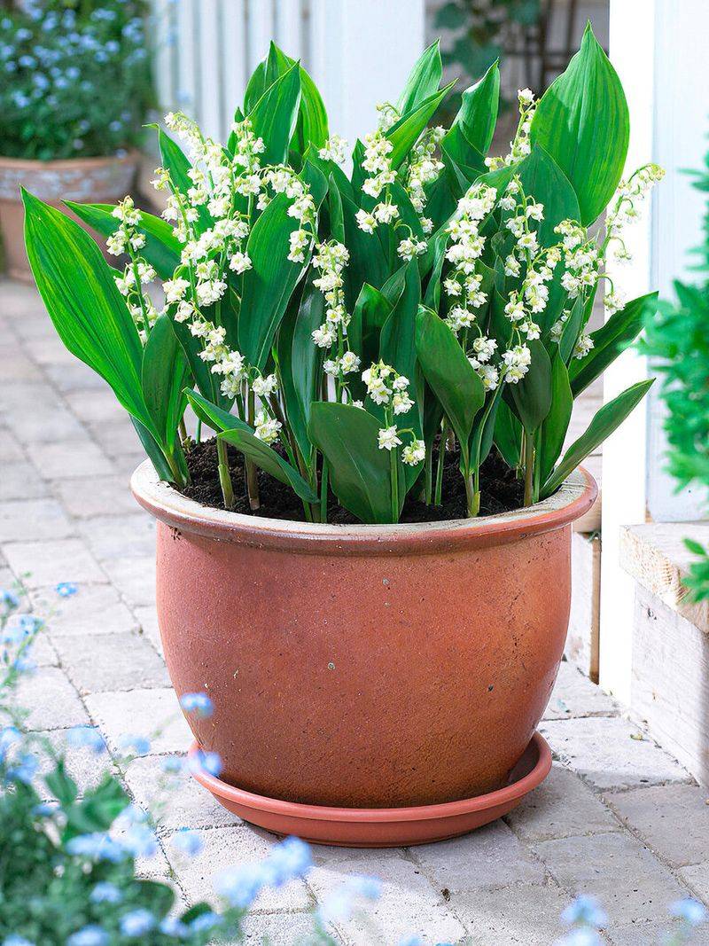 Choose a contained planting site