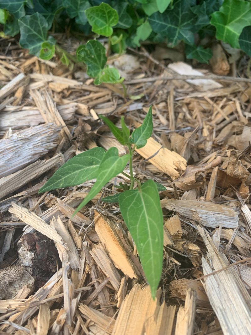 Clear Away Weeds Stealing Its Resources