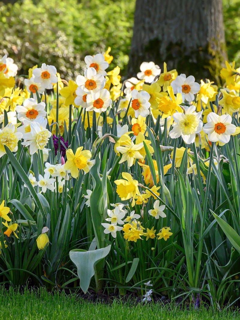 Daffodils and Ornamental Onions