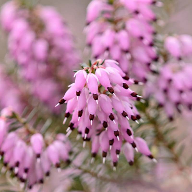 Winter Heath (Erica x darleyensis)