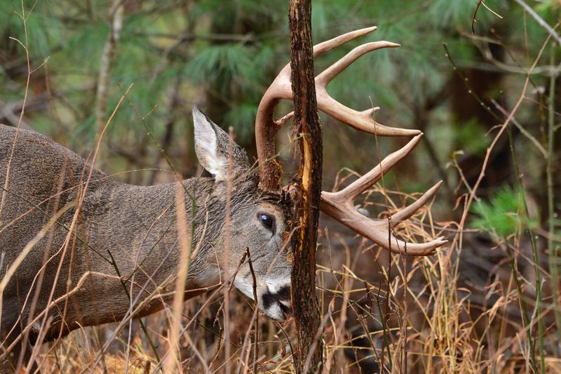 Why bucks rub young trees