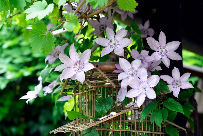 Prune Group 1 Clematis Sparingly
