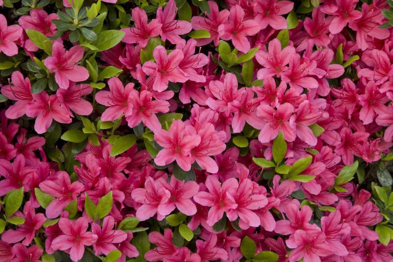 Look beyond pruning when blooms fail