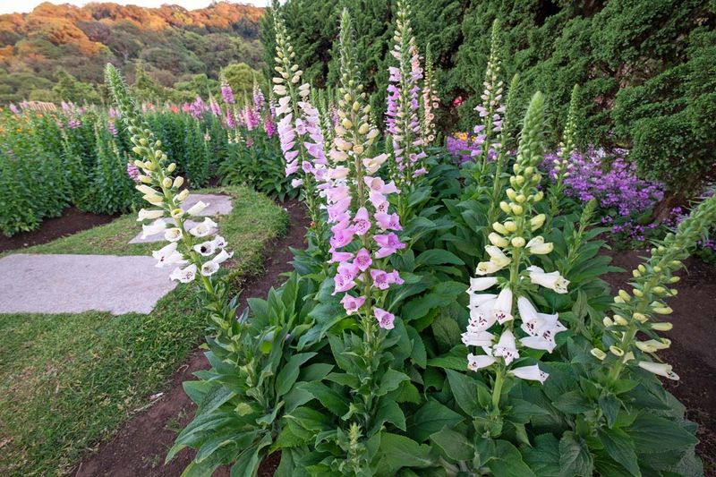 Give the rosette suitable growing conditions