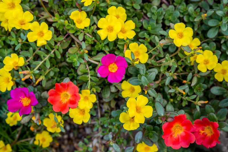 Marigold-Free Portulaca