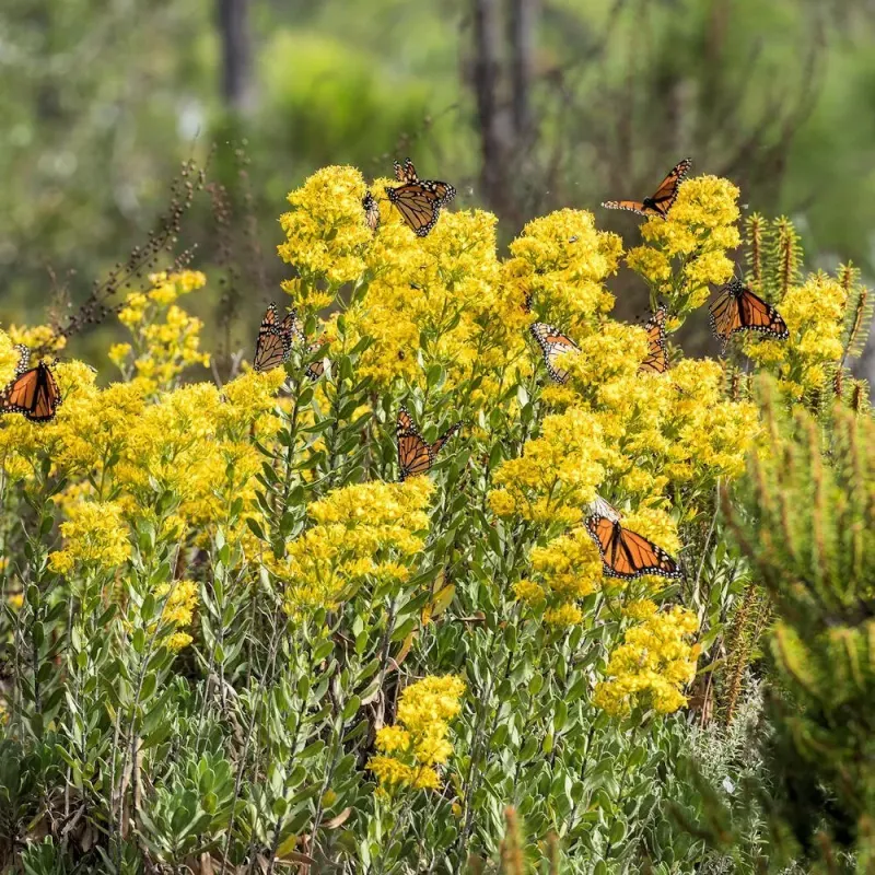 Add: Goldenrod (Solidago)