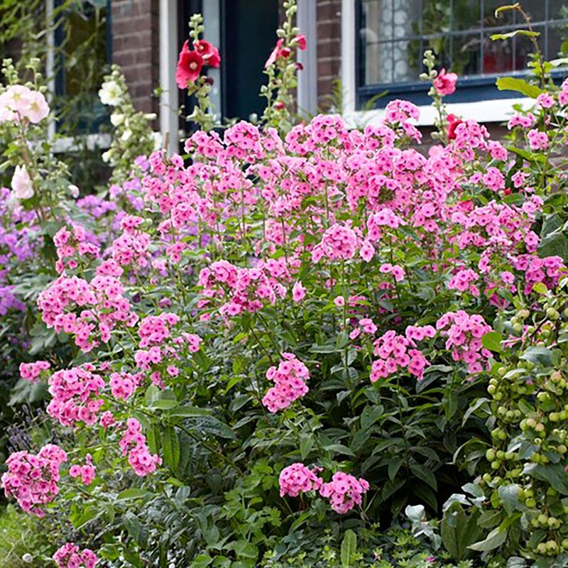 Garden Phlox (Phlox paniculata)